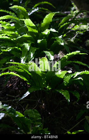 Scolopendre officinale Symonds Yat River Wye Gloucestershire Angleterre Banque D'Images