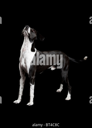 Belle mixed breed dog, sur fond noir Banque D'Images
