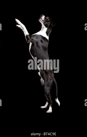 Belle race mélangée, debout sur fond noir Banque D'Images