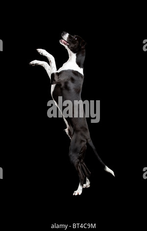 Belle race mélangée, debout sur fond noir Banque D'Images