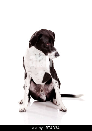 Belle mixed breed dog sitting et isolé sur fond blanc Banque D'Images