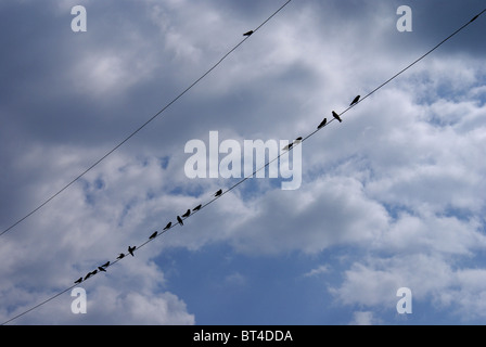 Oiseaux sur fil Banque D'Images