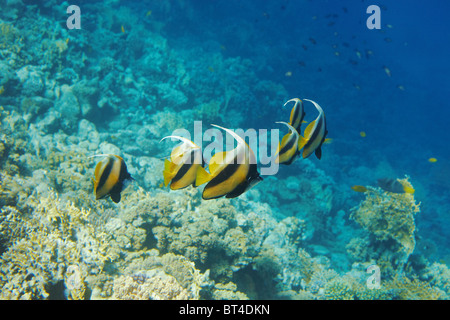 Banc de poissons papillon - Heniochus diphreutes, Mer Rouge, Sinaï, Égypte. Banque D'Images