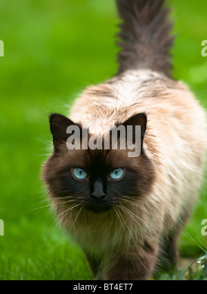 Chat Ragdoll Banque D'Images