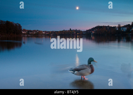 Canard colvert, Anas platyrhynchos, à la tombée dans Nesparken par le lac Vansjø, Moss kommune, Østfold fylke, la Norvège. Banque D'Images