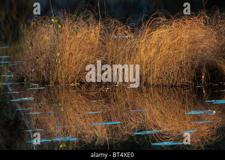 Des herbes d'automne et de réflexions dans le lac à Botnertjernet en Larkollen Rygge, Norvège. Banque D'Images