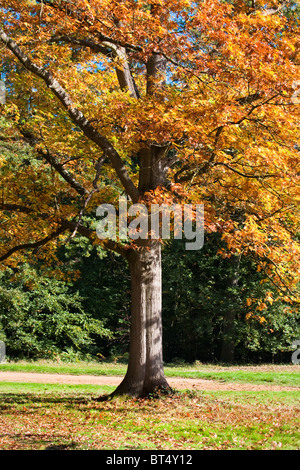 Les arbres d'automne à Windsor, Berkshire, Angleterre, Royaume-Uni. Go Banque D'Images