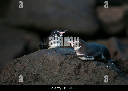 Îles Galapagos, en Équateur. Les manchots des Galapagos (Spheniscus mendiculus). Banque D'Images