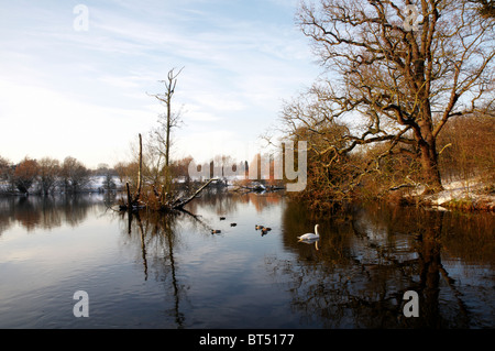 Un cygne sur un lac de natation en hiver Banque D'Images