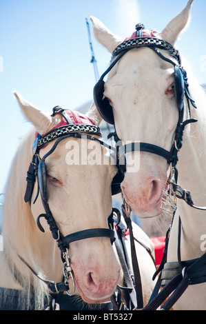 Deux touristes blancs poneys à Salzbourg, Autriche. Banque D'Images