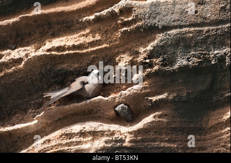 Îles Galapagos, en Équateur. Noddi brun (Anous stolidus) sterne Vincente Roca Point sur Isla Isabela (île Isabela). Banque D'Images