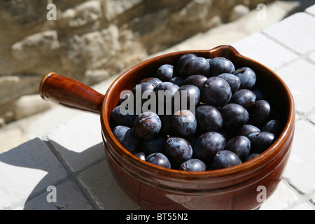 (Prunus domestica subsp. Insititia) damsons mûrs fraîchement cueillis dans une casserole rustique en céramique brune Banque D'Images