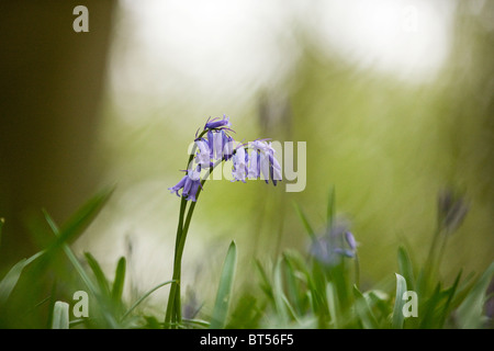 Bluebells au printemps Banque D'Images