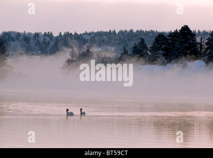 Une paire de cygnes natation au lever du soleil dans un lac froid Décembre brumeux Banque D'Images