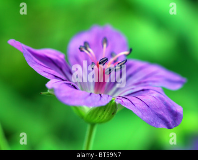 Fleur de géranium Violet close up Banque D'Images