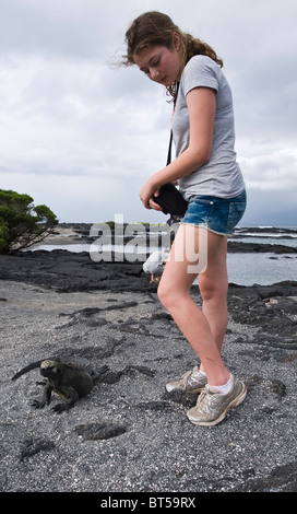 Îles Galapagos, en Équateur. Iguane marin (Amblyrhynchus cristatus), Espinosa Point, Isla Fernandina (Fernandina Island). Banque D'Images