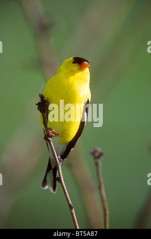 Finch sur un bâton Banque D'Images