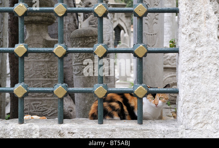 Pierres tombales et cat dans le cimetière à côté de l'Eyüp Sultan Camii, İstanbul, Turquie 100914 35862  Banque D'Images