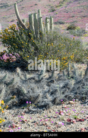 Cactus et plantes en fleurs en jachère mois première pluie en sept ans (III) d'Atacama Chili Amérique du Sud Sept 2010 Banque D'Images