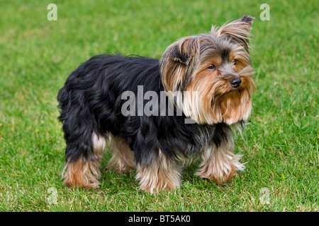 Yorkshire Terrier / Yorkie (Canis lupus familiaris) in garden Banque D'Images