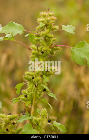 La lampourde glouteron Xanthium strumarium rugueux, - lutte contre les mauvaises herbes, la Roumanie a présenté généralisée Banque D'Images