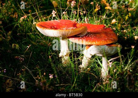 Tête rouge Champignons poussant parmi l'herbe Banque D'Images