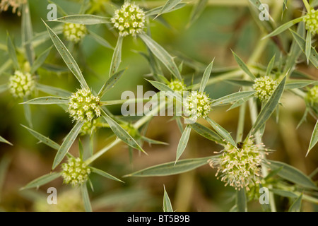 Field Eryngo Eryngium campestre en fleur ; plante rare au Royaume-Uni. Banque D'Images