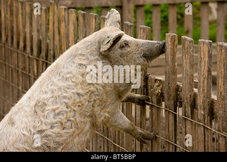 Cochon laineux Mangalica blonde ; race rare dans le Parc National d'Hortobagy, à l'est de la Hongrie Banque D'Images