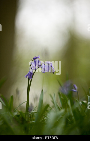 Bluebells au printemps Banque D'Images