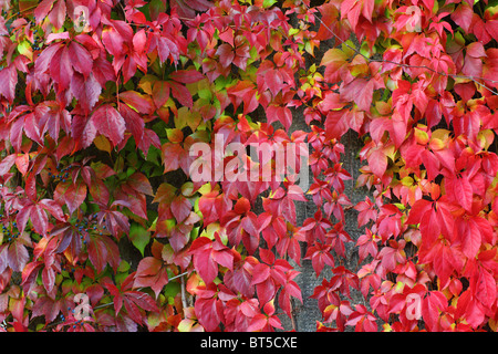 Virginia creeper écarlate en automne feuilles Parthenocissus quinquefolia Banque D'Images