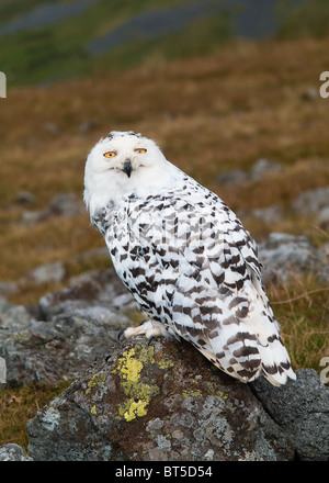 Le harfang des neiges (Bubo scandiacus) Banque D'Images