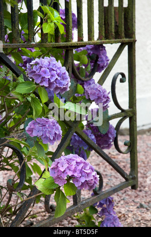 Hortensia bleu qui poussent à travers une grille de fer Banque D'Images