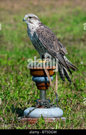 Faucon sacre (Falco cherrug) au spectacle d'oiseaux de proie et la concurrence Banque D'Images
