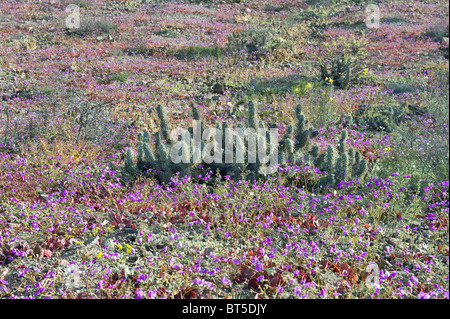 Cactus et plantes en fleurs en jachère mois première pluie dans sept ans au sud de l'Atacama Caldera Chili Amérique du Sud Banque D'Images