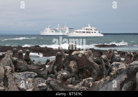 Îles Galapagos, en Équateur. Iguane marin (Amblyrhynchus cristatus), Espinosa Point, Isla Fernandina (Fernandina Island). Banque D'Images