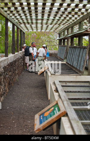 Les gens à la Galapaguera de Cerro Colorado, centre d'élevage de tortues, Isla San Cristobal en Équateur. Banque D'Images