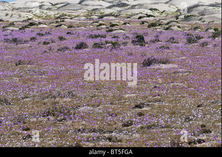 Atacama Desert Hills se teinte de la plantes à fleurs au cours 'desierto florido' Atacama (III) Chili Amérique du Sud Banque D'Images