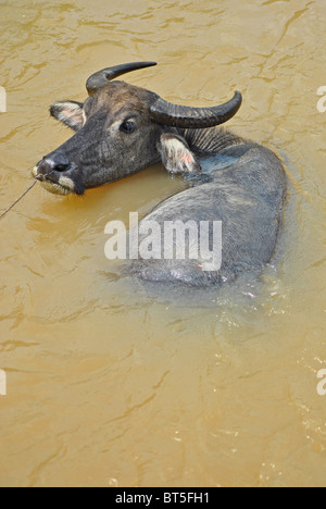 Le buffle d'eau dans la rivière boueuse, Vietnam Banque D'Images