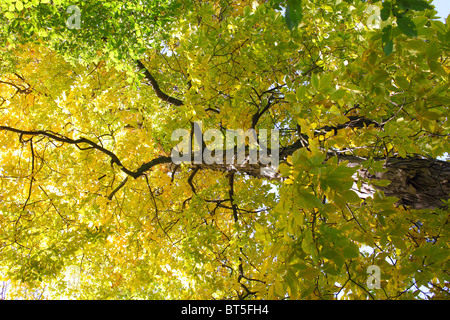 Le vieil arbre arbre hicory avec feuilles jaunes en automne Carya laciniosa Banque D'Images