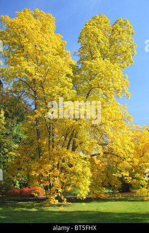 Le vieil arbre arbre hicory avec feuilles jaunes en automne Carya laciniosa Banque D'Images