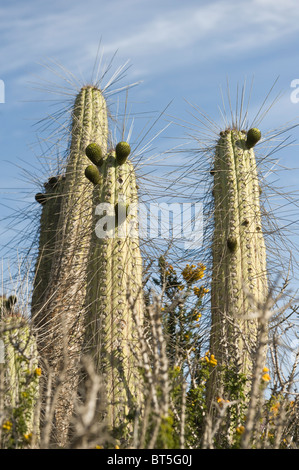 Cactus et plantes en fleurs en jachère mois première pluie en sept ans, Désert d'Atacama Chili Amérique du Sud Sept 2010 Banque D'Images