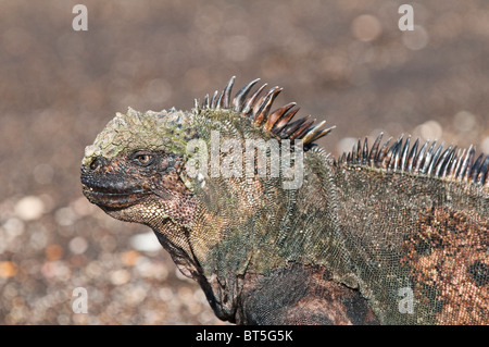 Îles Galapagos, en Équateur. Iguane marin (Amblyrhynchus cristatus), Port Egas (Baie James) Isla Santiago (île de Santiago). Banque D'Images