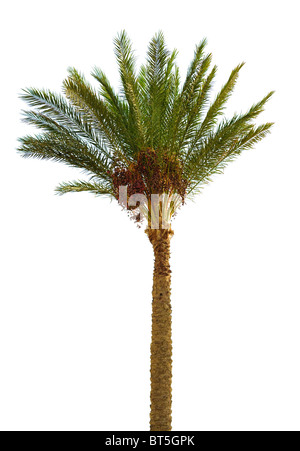 Date palm isolated over white Banque D'Images