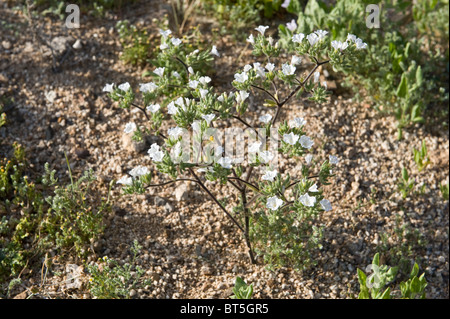 Nolana éclata en fleur après les pluies d'El Niño de Los Lomitas Route Nationale Parque Pan de Azucar Atacama (III) Chili Amérique du Sud Banque D'Images