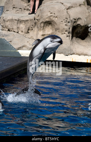 Dauphin à flancs blancs du Pacifique à l'Aquarium de Vancouver Stanley Park Banque D'Images