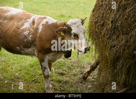 Jeune vache entre Pâturage et foin moyettes crocus d'automne, dans les montagnes Piatra Craiulu, Carpates, Roumanie Banque D'Images