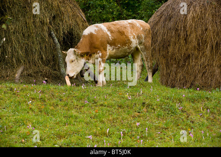 Jeune vache entre Pâturage et foin moyettes crocus d'automne, dans les montagnes Piatra Craiulu, Carpates, Roumanie Banque D'Images