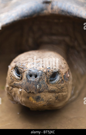 Tortue géante (Geochelone nigra) à la Galapaguera de Cerro Colorado, centre d'élevage de tortues, Isla San Cristobal en Équateur. Banque D'Images