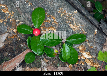 Thé ou thé avec Berry berry Gaultheria procumbens est des Etats-Unis Banque D'Images