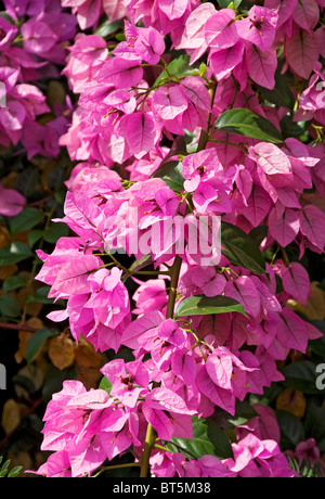 Gros plan de bougainvilliers roses fleurs fleurs fleurs fleurs fleurs fleurs fleurs fleurs fleurs Madère Portugal UE Europe Banque D'Images